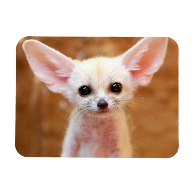 Íman Bebês Mais Pobres | Fennec Fox (Horizontal)