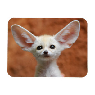 Íman Bebês Mais Pobres Fennec Fox Pup