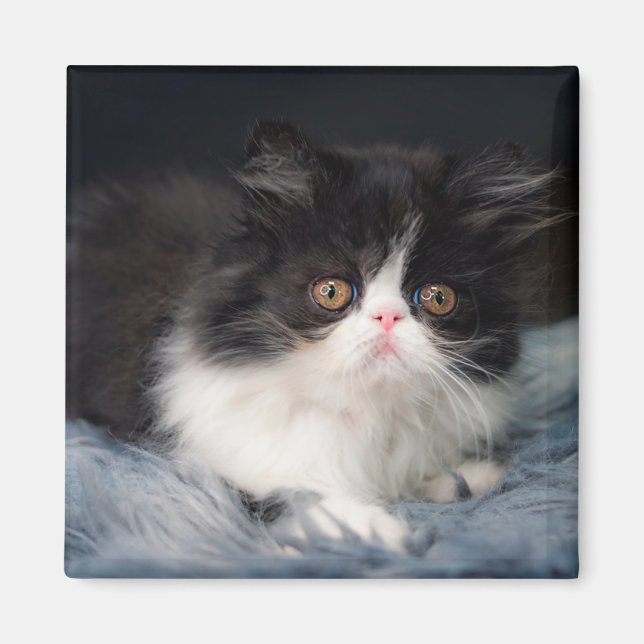 Íman Bebês Mais Pobres | Fluffy B&W Kitten (Frente)