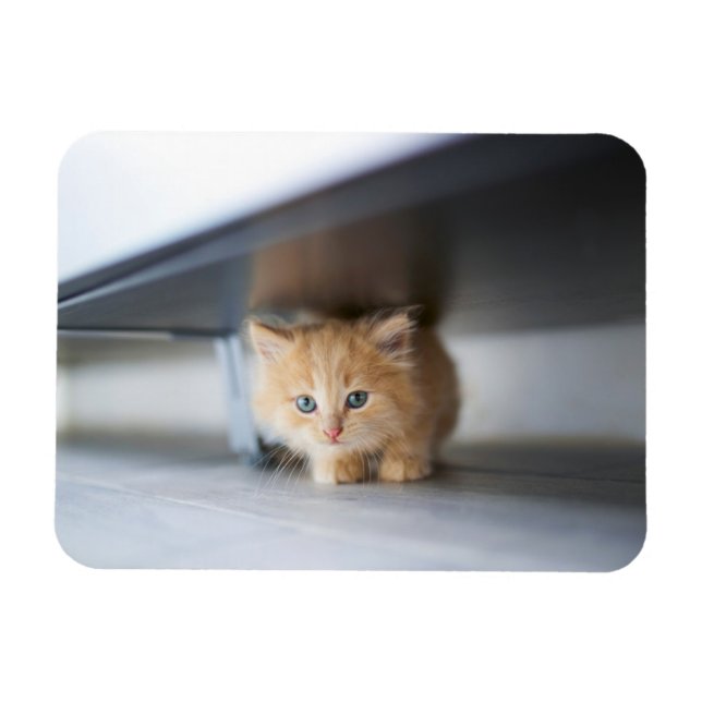 Íman Bebês Mais Pobres | Fluffy Orange Kitten (Horizontal)