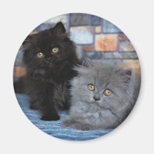 Íman Bebês Mais Pobres   Gatinhos Persa em Aberto