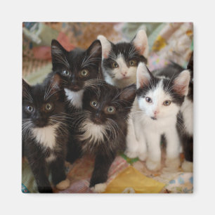 Íman Bebês Mais Pobres Gatinhos Pretos e Brancos