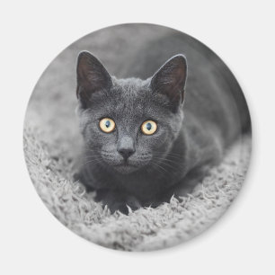 Íman Bebês Mais Pobres Gato Cinza