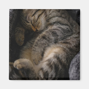 Íman Bebês Mais Pobres   Gato-De-Dormir