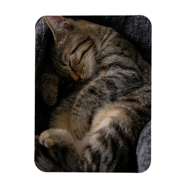 Íman Bebês Mais Pobres | Gato-De-Dormir (Vertical)