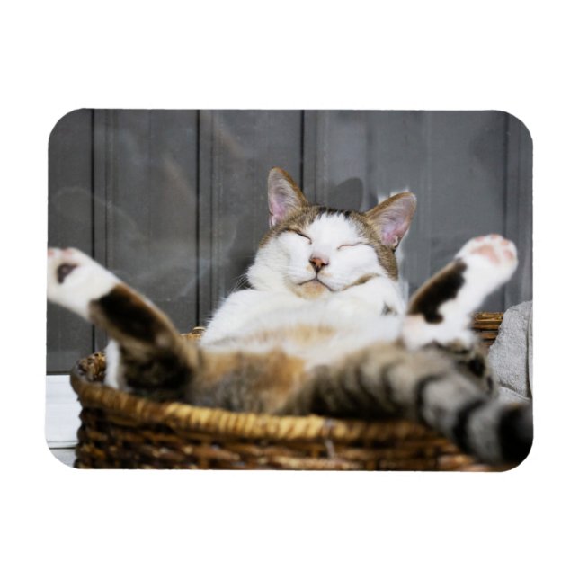 Íman Bebês Mais Pobres | Gato na cama (Horizontal)