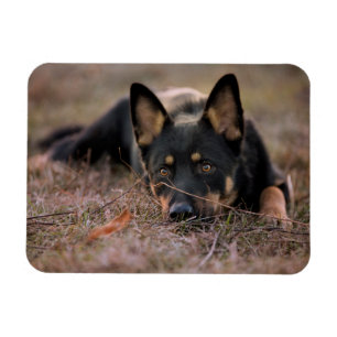 Íman Bebês Mais Pobres   GERMAN SHEPHERD