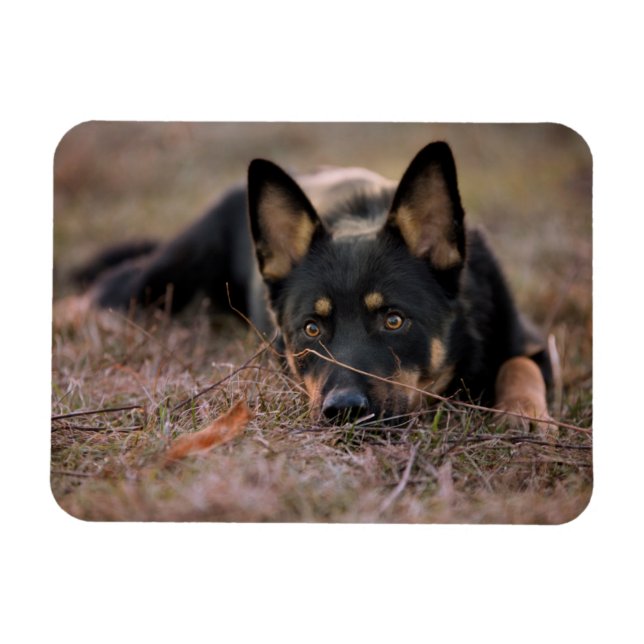 Íman Bebês Mais Pobres | GERMAN SHEPHERD (Horizontal)