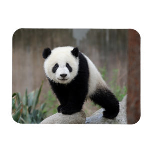 Íman Bebês Mais Pobres   Giant Panda Baby