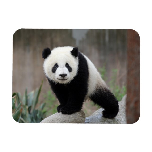 Íman Bebês Mais Pobres | Giant Panda Baby (Horizontal)