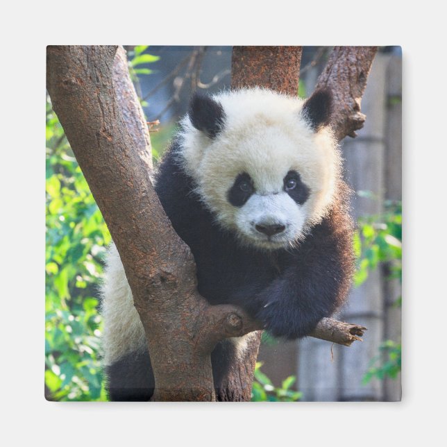 Íman Bebês Mais Pobres | Giant Panda Cub (Frente)