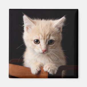 Íman Bebês Mais Pobres Ginger Kitten