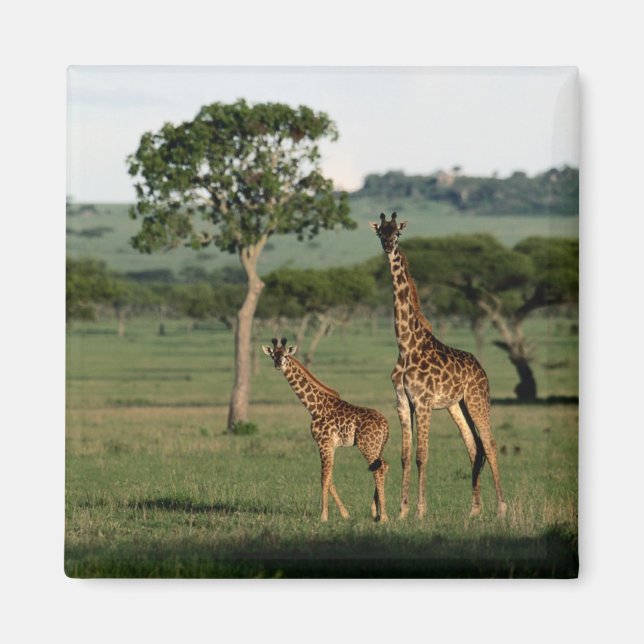 Íman Bebês Mais Pobres | Giraffe Calf & Mama (Frente)