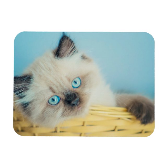 Íman Bebês Mais Pobres | Himalaias — Ponto de foca (Horizontal)