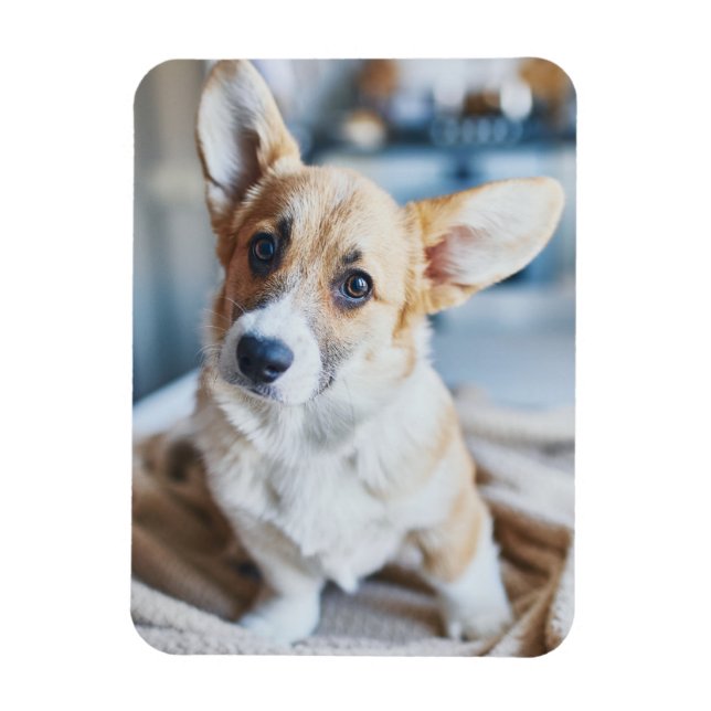 Íman Bebês Mais Pobres | Inclinação da cabeça de Corgi (Vertical)