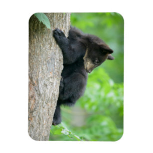 Íman Bebês Mais Pobres Jovem Urso Negro