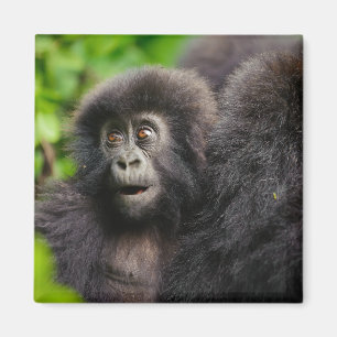Íman Bebês Mais Pobres Jovens Montanhas Gorilla