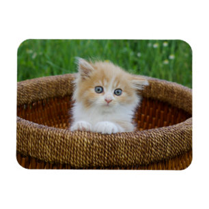 Íman Bebês Mais Pobres   Kitten Azul