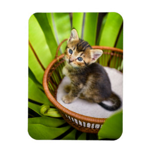 Íman Bebês Mais Pobres   Kitten no cesto