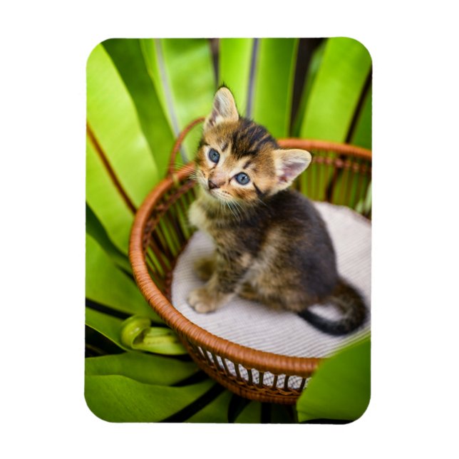 Íman Bebês Mais Pobres | Kitten no cesto (Vertical)