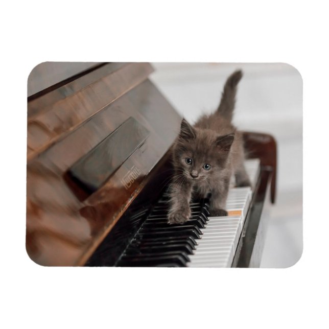 Íman Bebês Mais Pobres | Kitten on Piano (Horizontal)
