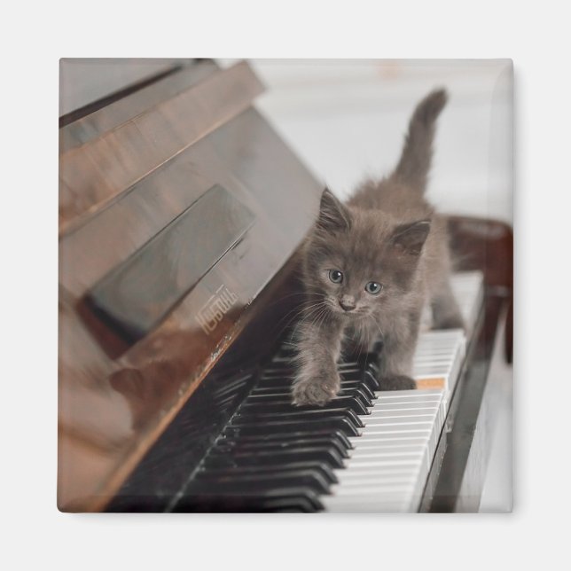 Íman Bebês Mais Pobres | Kitten on Piano (Frente)