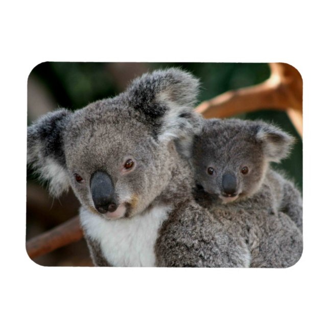Íman Bebês Mais Pobres | Koala e Joey (Horizontal)