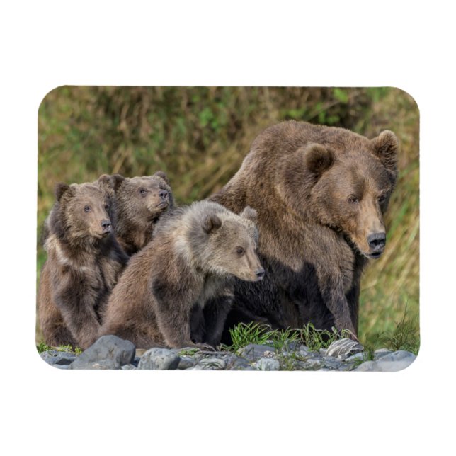 Íman Bebês Mais Pobres | Kodiak Mama Bear & Cubs (Horizontal)