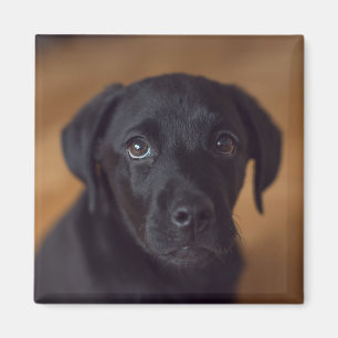 Íman Bebês Mais Pobres   Labrador Preto