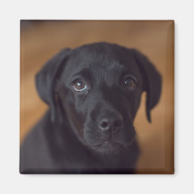 Íman Bebês Mais Pobres | Labrador Preto (Frente)