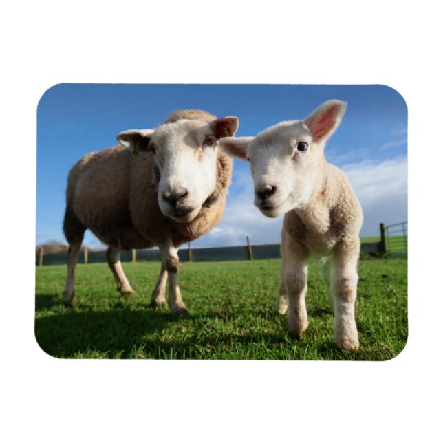 Íman Bebês Mais Pobres | Lamb e mamãe recém-nascidos (Horizontal)