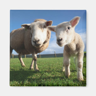 Íman Bebês Mais Pobres Lamb e mamãe recém-nascidos