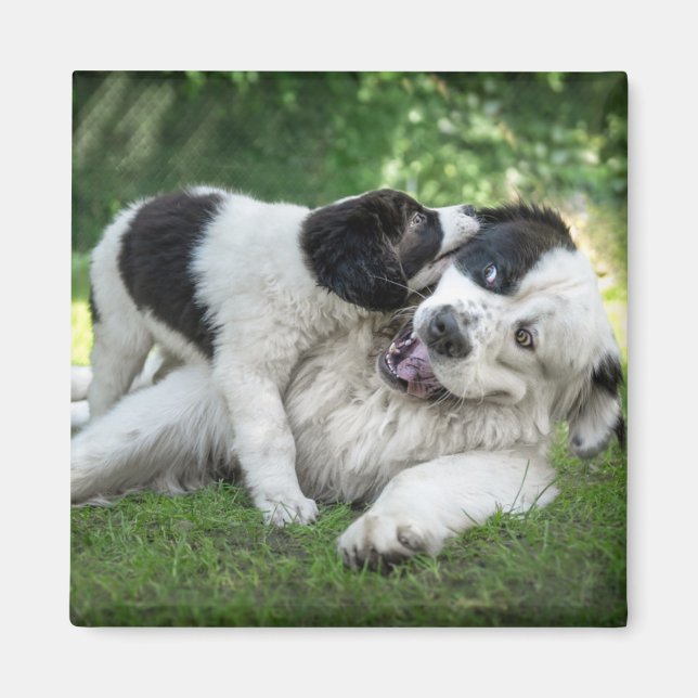 Íman Bebês Mais Pobres | Landseer Puppy (Frente)
