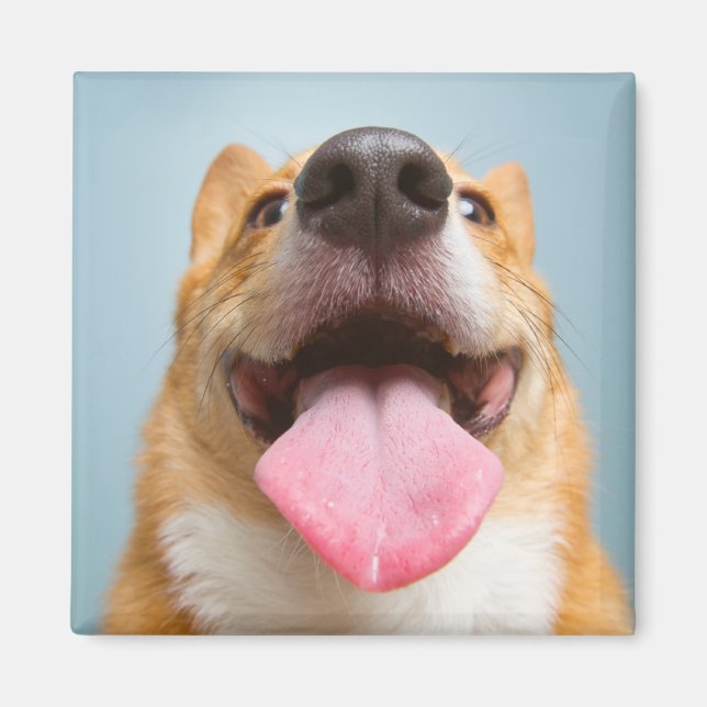 Íman Bebês Mais Pobres | Língua Corgi (Frente)