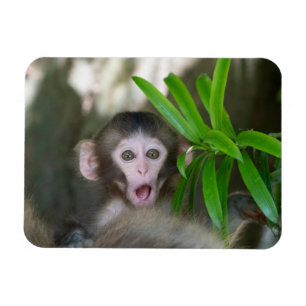Íman Bebês Mais Pobres   Macaco surpreso na neve
