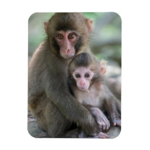 Íman Bebês Mais Pobres Macacos Japoneses