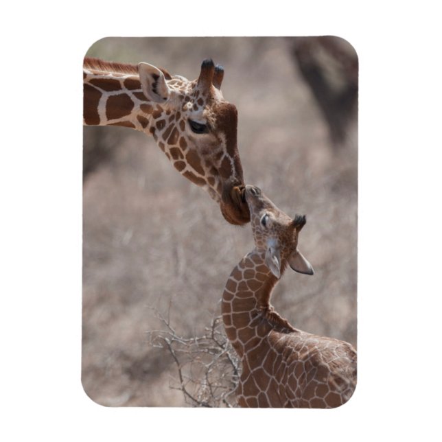 Íman Bebês Mais Pobres | Mãe e Bebê Girafa (Vertical)