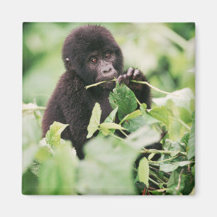 Íman Bebês Mais Pobres   Montanha Gorilla Baby