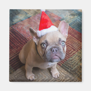 Íman Bebês Mais Pobres Natal francês para o Buldogue