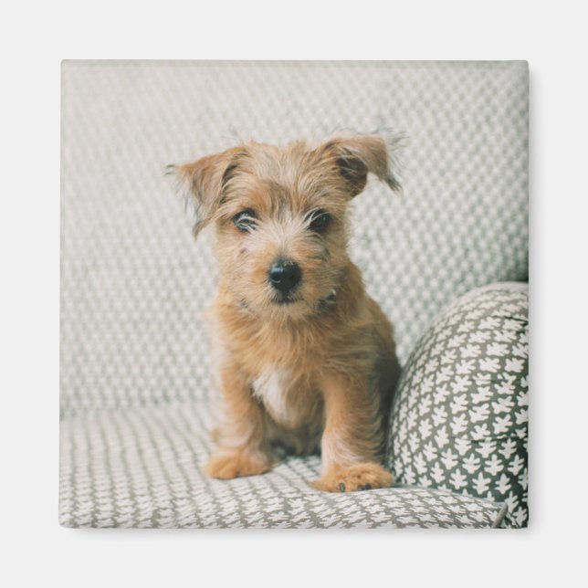 Íman Bebês Mais Pobres | Norfolk Terrier Puppy (Frente)