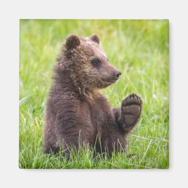 Íman Bebês Mais Pobres | Onda De Cubo De Urso Castanho (Frente)