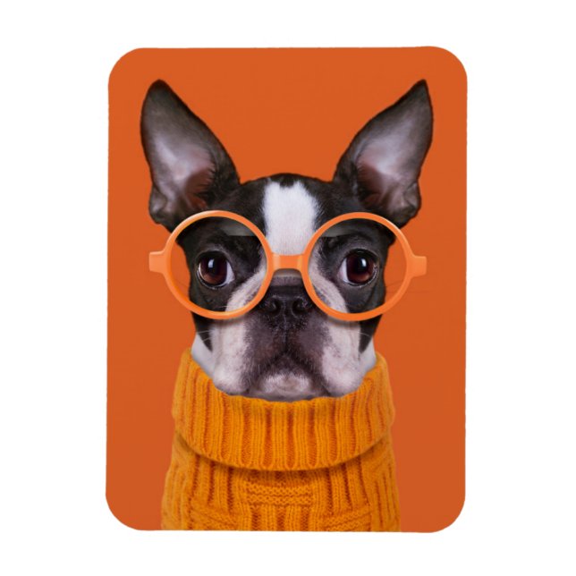 Íman Bebês Mais Pobres | Orange Boston Terrier (Vertical)