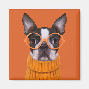 Íman Bebês Mais Pobres   Orange Boston Terrier