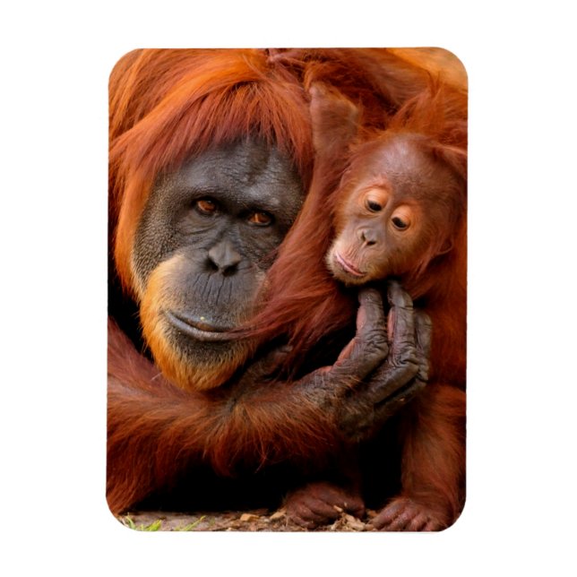 Íman Bebês Mais Pobres | Orangutan Mãe e Bebê (Vertical)