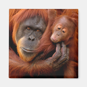 Íman Bebês Mais Pobres   Orangutan Mãe e Bebê