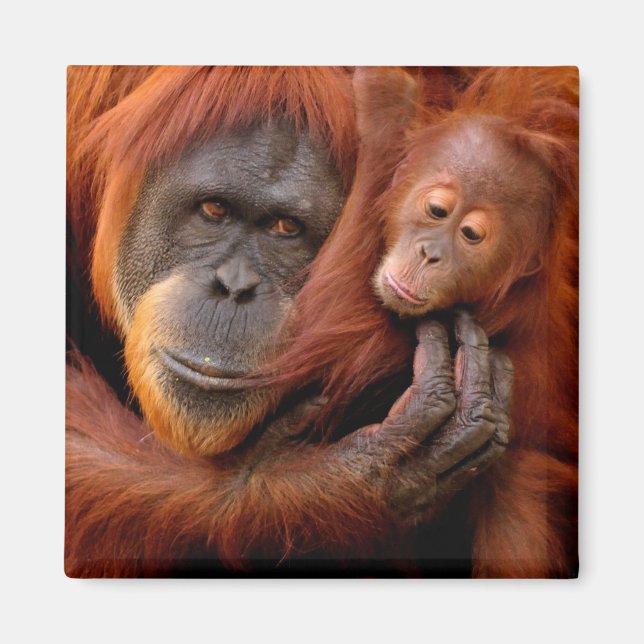 Íman Bebês Mais Pobres | Orangutan Mãe e Bebê (Frente)