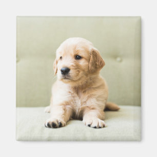 Íman Bebês Mais Pobres Ouro Retriever Puppy