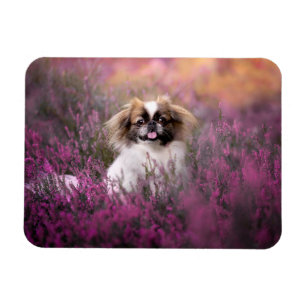 Íman Bebês Mais Pobres Pekingese Puppy