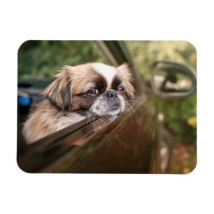 Íman Bebês Mais Pobres Pekingese Puppy no carro