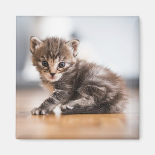 Íman Bebês Mais Pobres Pequeno Tabby Kitten